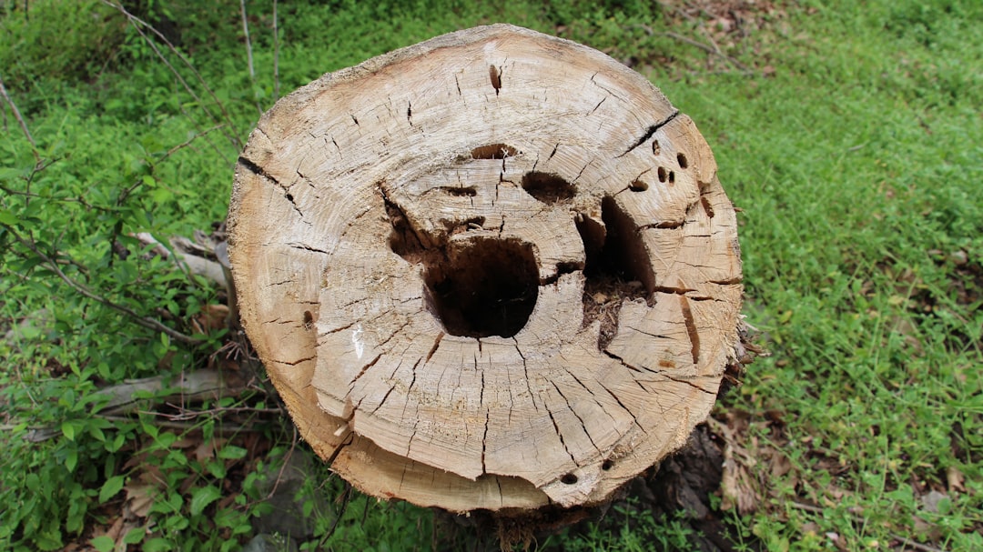 découvrez tout sur la scie circulaire : fonctionnement, avantages, conseils d’utilisation et de sécurité pour vos travaux de découpe du bois et du métal.