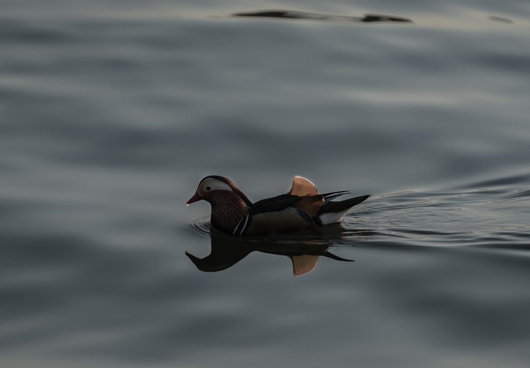 découvrez les avantages d’un sol flottant : facilité de pose, esthétisme, isolation acoustique et confort. guide complet pour choisir et installer un revêtement de sol flottant adapté à vos besoins.